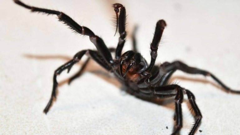A aranha funnel web - aranha teia de funil - é proveniente da Austrália, mais precisamente das regiões de Queensland e New South Wales.