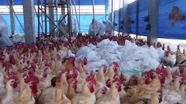 O novo surto foi detetado na prefeitura de Miyagi na sequência de análises a uma centena de galinhas que morreram ao longo da semana