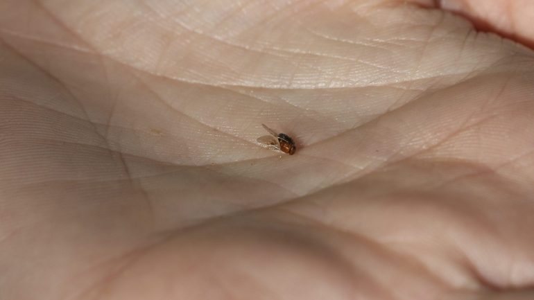 O inseto já foi testado na África do Sul, onde a acácia-de-espigas também é invasora