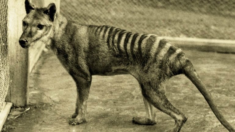 O tigre da Tasmânia, também conhecido como lobo da Tasmânia, pertence à espécie Thylacinus cynocephalus e é proveniente da Austrália e da Nova Guiné