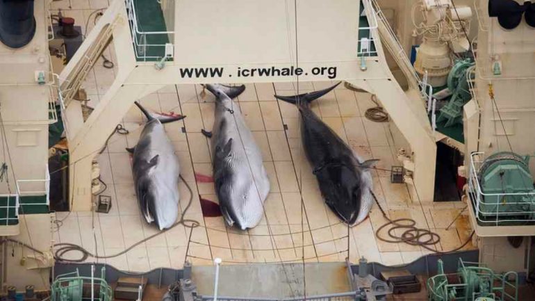 Já no ano passado, o Japão matou cerca de 330 baleias, incluindo 200 fêmeas que estariam à espera de crias, no Oceano Antártico