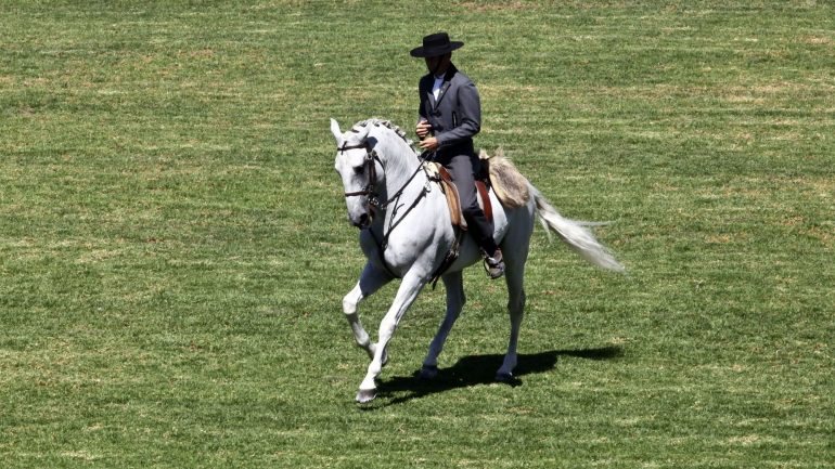 O Pony Clube do Porto tem dez cavalos e póneis, associados conforme a idade ou peso da criança, e faz terapia a cerca de 130 jovens
