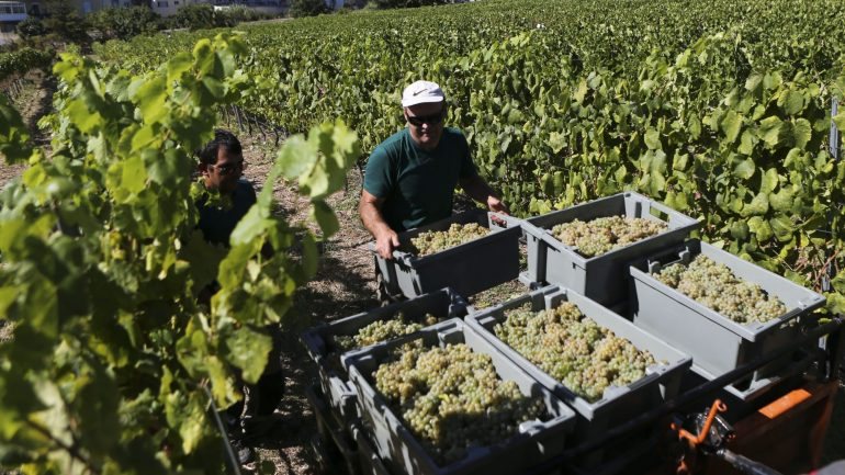 Em Portugal a produção de vinhos de qualidade atinge 87,8% do total, acima da média da UE (78,2%)
