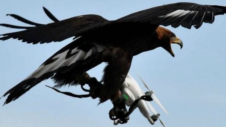 Um estudo realizado por investigadores da Universidade do Minnesota mostrou que a presença de drones em ambientes selvagens e perto de algumas espécies pode ter consequências para a sua saúde
