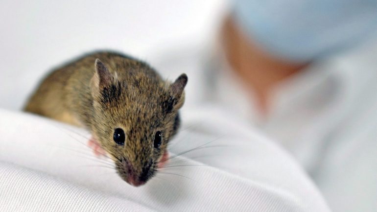 Os cientistas esperam que os ratos transgénicos consigam funcionar como uma espécie de alarme