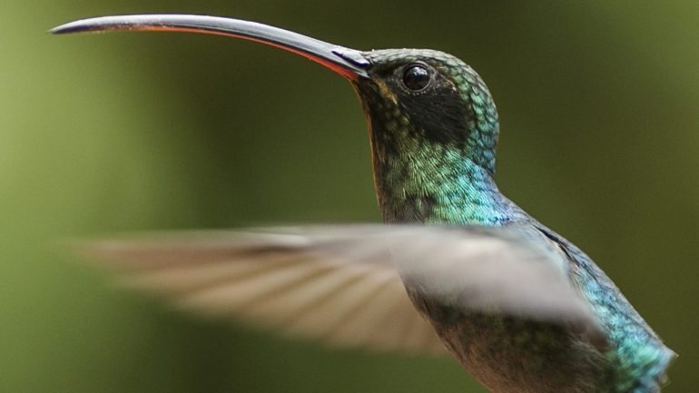 Do colibri ao musaranho, venha descobrir os bicharocos mais comilões do planeta