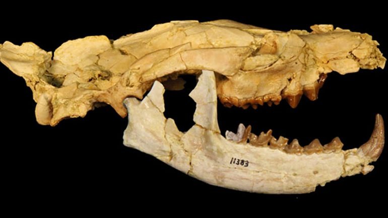 Os hienodontes foram os principais predadores em África após a extinção dos dinossauros