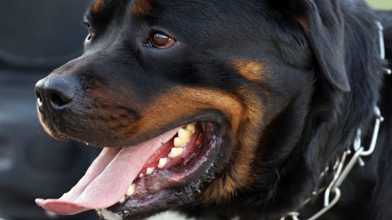 No ano passado, a PSP tinha registado um total de 231 ataques de cães perigosos ou não perigosos