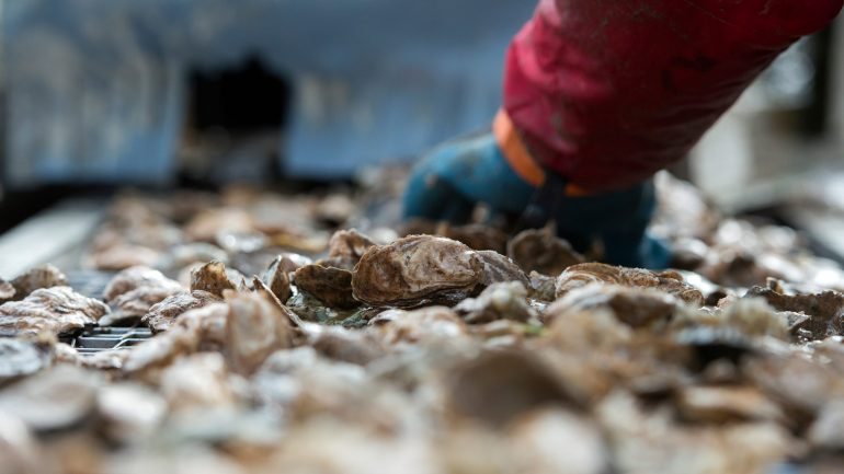Os utilizadores chineses não perderam tempo a responder com centenas de receitas para cozinhar as ostras