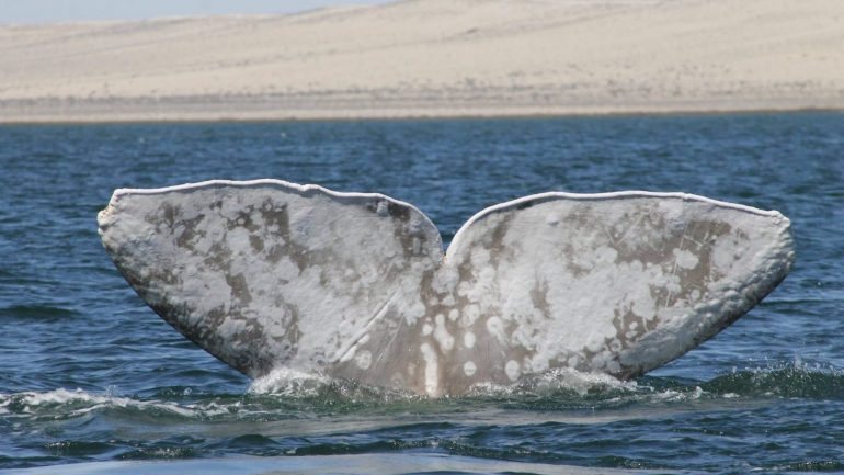 A baleia cujo fóssil foi agora descoberto no Peru tinha uma boca mais adequada para sugar alimentos