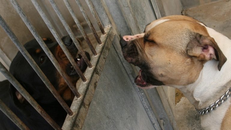 O dono do cão foi presente ao Tribunal de Matosinhos a 26 de abril, tendo ficado sujeito a Termo de Identidade e Residência por decisão do MP