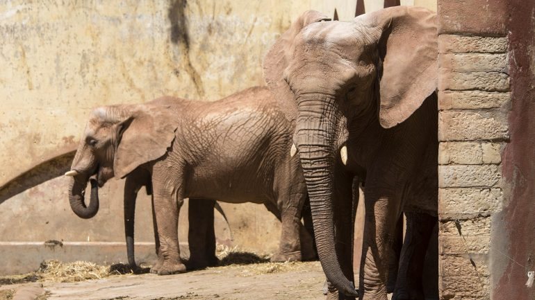 O caçador de 51 anos era tido com grande consideração na caça de elefantes naquela zona