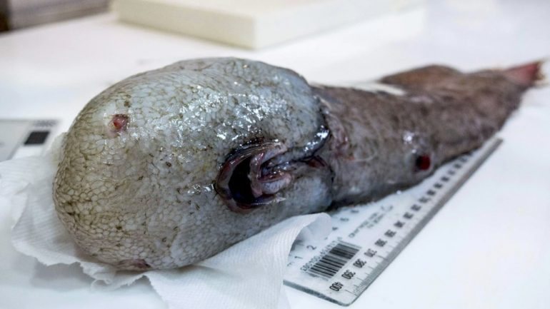 Com 40 centímetros, este animal &quot;sem cara&quot; foi redescoberto a quatro mil metros abaixo do nível do mar, no sul de Sidney