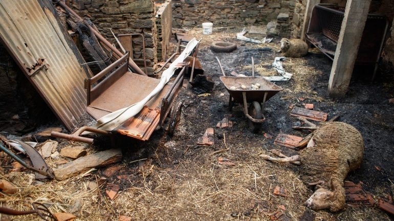 Além de vítimas mortais e feridos, o incêndio de Pedrógão Grande destruiu habitações e dizimou animais