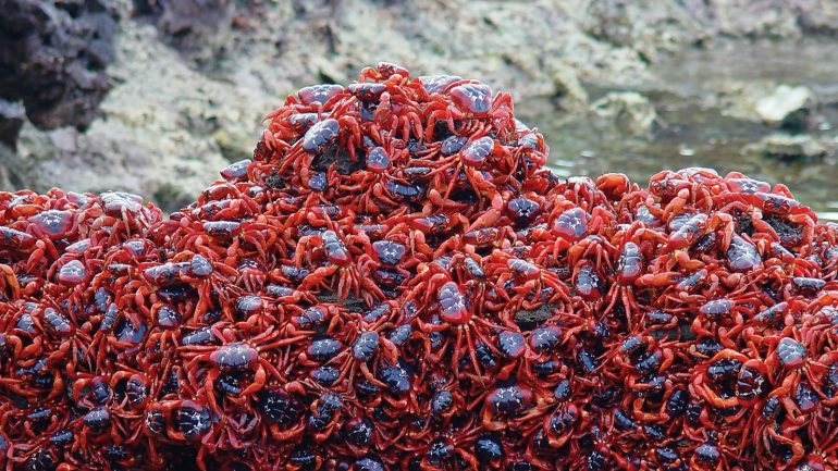 Migração dos caranguejos vermelhos no Parque Nacional Australiano da ilha Christmas