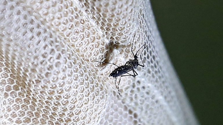 O vírus Zika foi responsável por pelo menos 30 mortes fetais