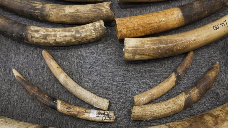 Para combater o comércio ilegal e o próprio tráfico de marfim, o Ministério do Ambiente de Angola encerrou em junho de 2016, em Luanda, as 44 bancas de marfim do mercado de artesanato do Benfica