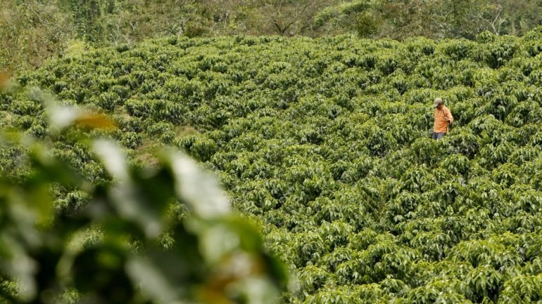 As superfícies cultiváveis destinadas ao café podem ficar reduzidas para metade em 2050