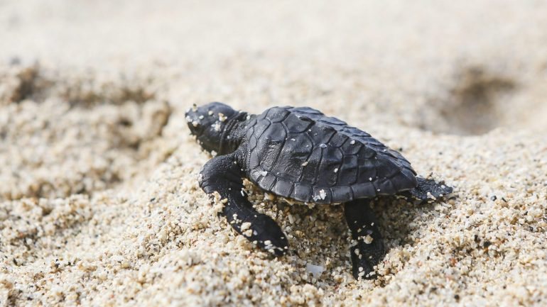 A população de tartarugas marinhas 'Caretta caretta' de Cabo Verde é a terceira maior do mundo