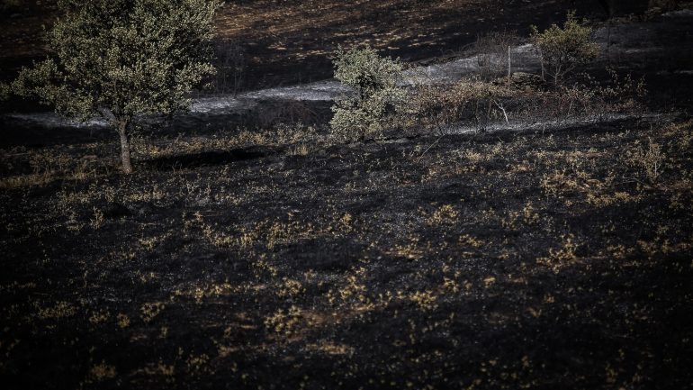 Portugal já teve uma área de quase 120 mil hectares em chamas desde o início do ano