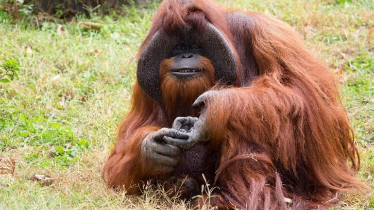 As aprendizagens de Chantek, um dos primatas mais velhos do zoo, foram demonstradas no documentário The Ape Who Went to College