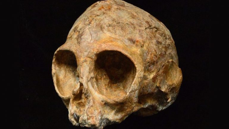 Este é o crânio de Alesi, encontrado no Quénia. É o mais completo crânio alguma vez descoberto de uma espécie de primata já extinta