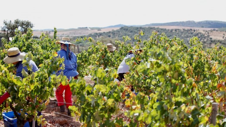Escolhemos programas de vindimas em diferentes pontos e regiões vitivinícolas do país.