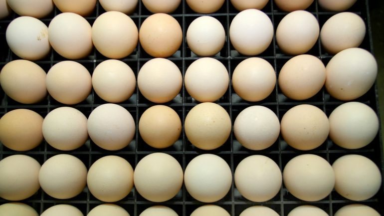 Os ovos potencialmente contaminados são brancos, os comercializados em Portugal são castanhos
