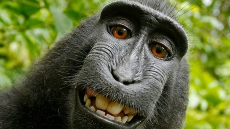 A Tangkoko é das poucas reservas de macacos com crista ainda existentes em todo o mundo
