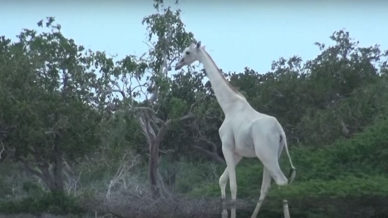 É a segunda vez que aparecem girafas brancas neste parque