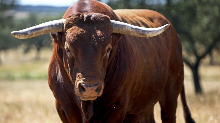 O jovem forcado pegava de caras um touro pertencente à ganadaria de Prudêncio, com 530 quilos