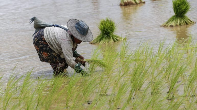 Ao todo, a China enviou 40 contentores de arroz para São Tomé