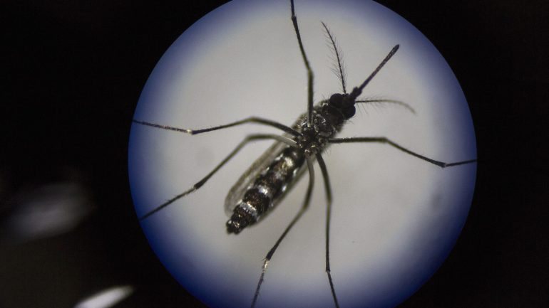 O Aedes albopictus é um mosquito escuro pequeno, com uma faixa dorsal branca
