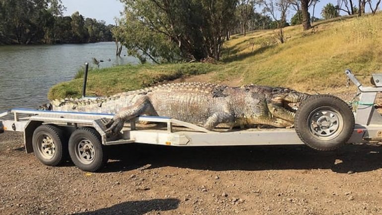 O crocodilo tinha 5,20 metros e era um dos maiores visto nos últimos 30 anos