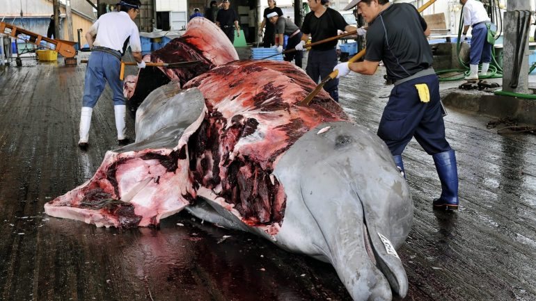 Para além do Pacífico, o Japão usa a Antártica para caçar baleias