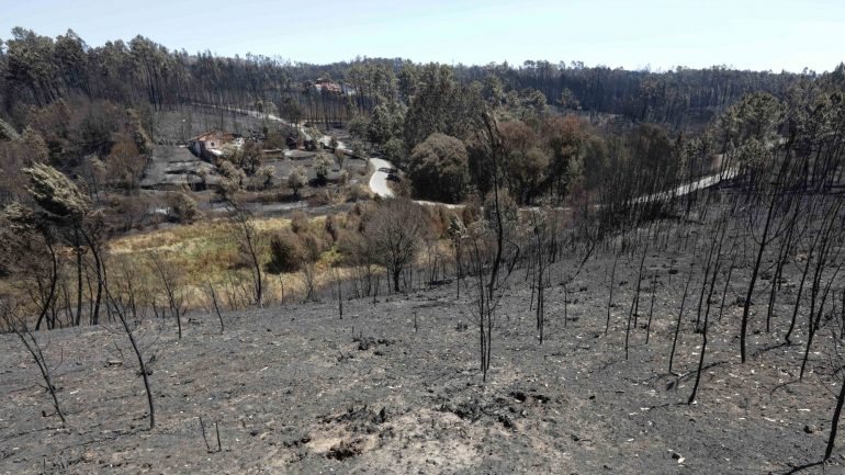 53 mil hectares de floresta arderam na região Centro