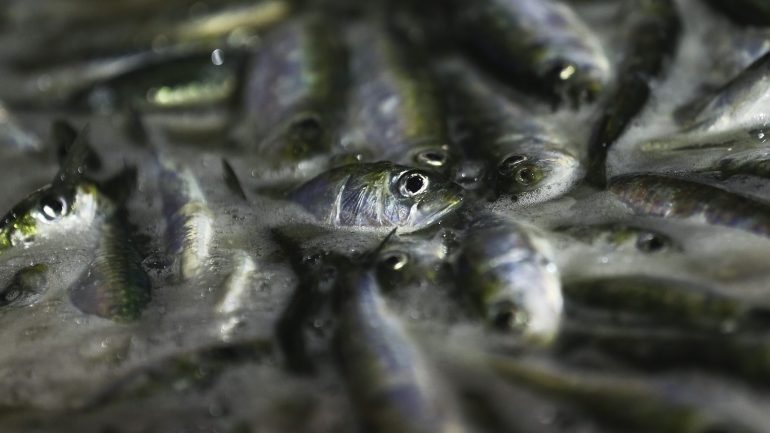 O stock de sardinha tem vindo a decrescer de 106 mil toneladas em 2006 para 22 mil em 2016