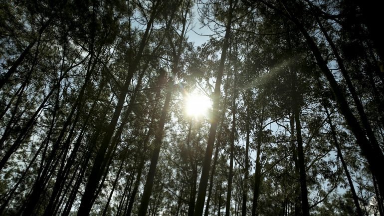 Os ambientalistas defendem que é urgente investir na prevenção na área da floresta