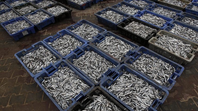 A ministra do Mar admitiu que os limites de captura de sardinha para Portugal e Espanha possam ultrapassar as 14 mil toneladas