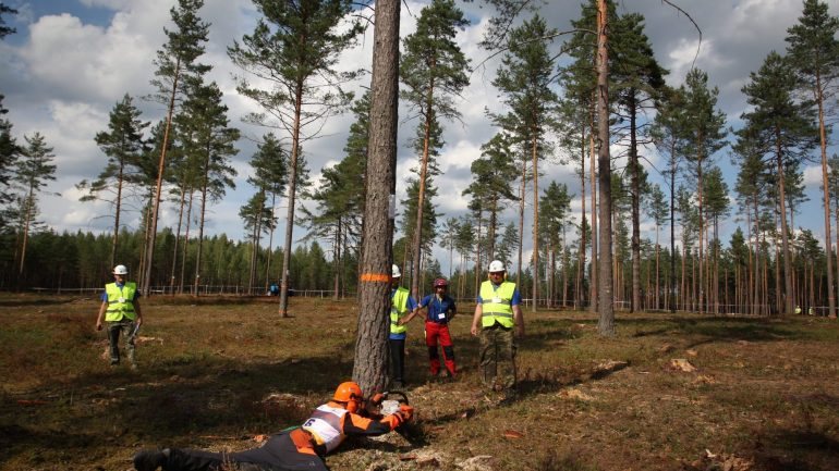 O abate de pinheiros saudáveis vai ser suspenso até meados de abril.