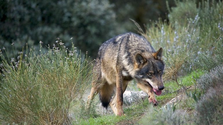 O caso chegou às autoridades depois de a Associação para a Conservação e Estudo do Lobo Ibérico (ASCEL) ter denunciado as fotografias