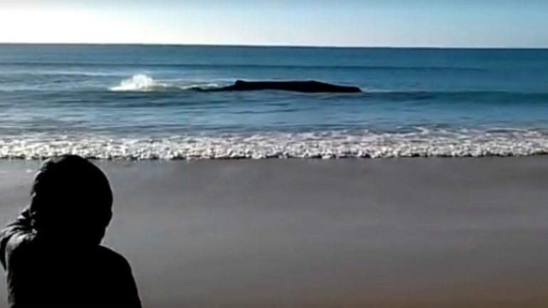 O cachalote encalhou esta manhã no Algarve, na praia de Monte Gordo