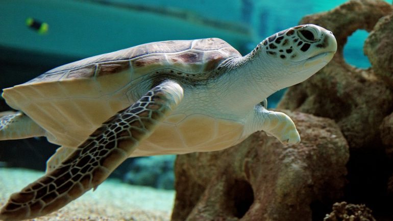 É possível que a população de tartarugas verdes passe a ser composta apenas por fêmeas.