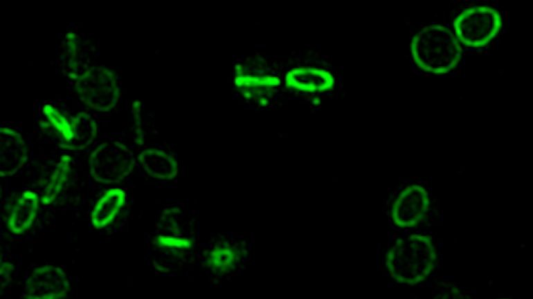 O anel que marca o local onde se vai ligar a maquinaria de divisão celular — fundido com uma proteína fluorescente —, em células da bactéria patogénica 'Staphylococcus aureus'