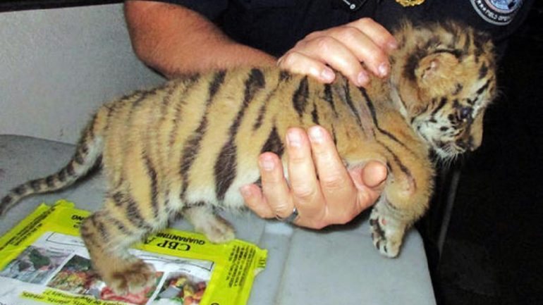 Moka, a pequena cria de tigre de Bengala, viajava no chão do carro
