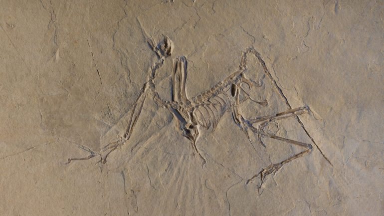 Os fósseis de Archaeopteryx estão incrustrados em lages de calcário e são demasiado valiosos para serem destruídos