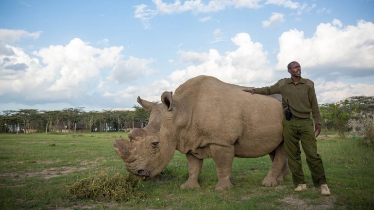 O rinoceronte Sudão estava envolvido num importante esforço para salvar subespécies da extinção.