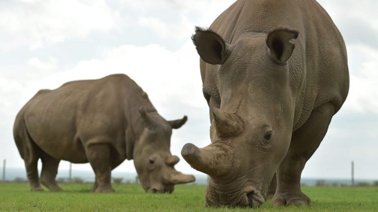 Najin (esquerda) e Fatu são as duas últimas fêmeas da subespécie rinoceronte-branco-do-norte (TONY KARUMBA/AFP/Getty Images)