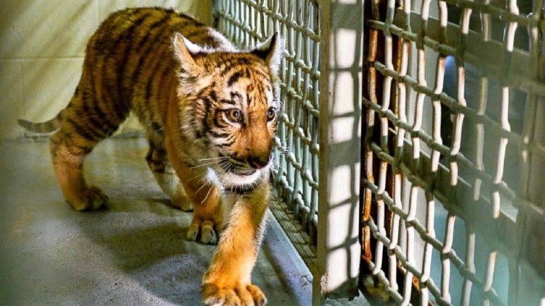 A cria de tigre terá apenas três ou quatro meses