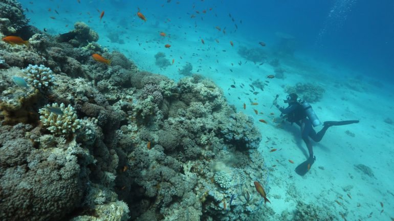 Um estudo, feito em 2015, revelou que cerca de 14 mil toneladas de protetor solar acabaram nos recifes de coral 